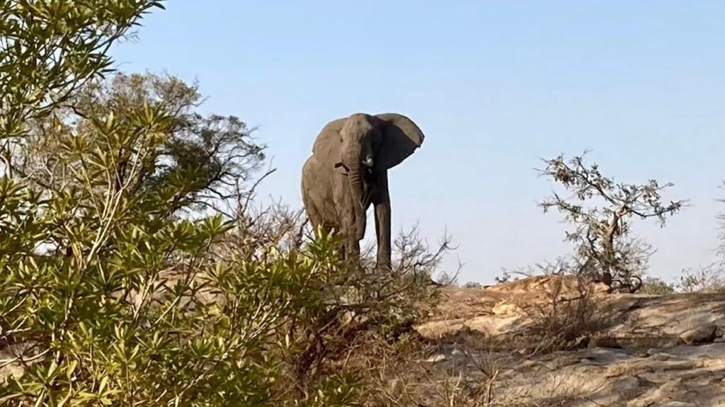 Elephant, Napi Trail 